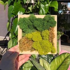 Modern Moss Art - Square