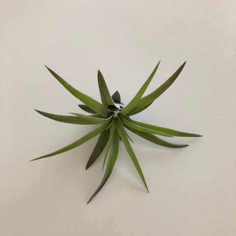 Air Plant