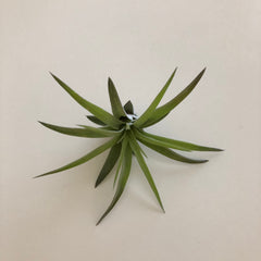 Air Plant